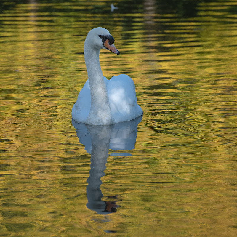 Tour Belgien Schwan-Tiere-Kopie.jpg